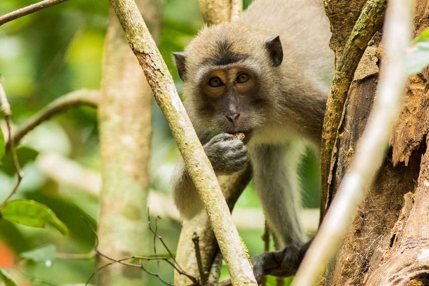 Khao Sok National Park